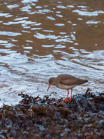 Redshank
