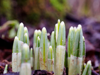 Christmas Day Snowdrops