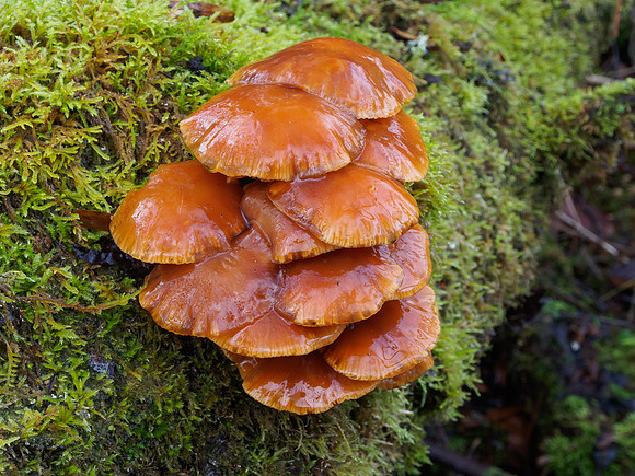 Wet Fungi 2