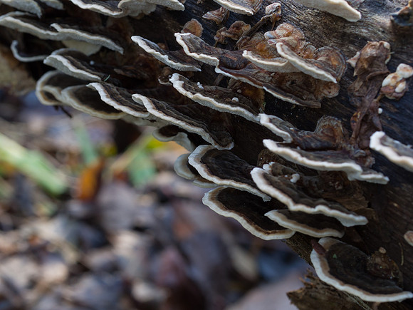 Fungi