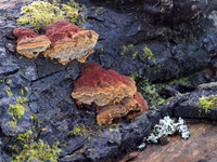 Red Fungi