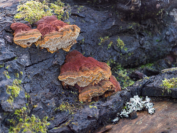 Red Fungi
