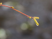 Birch Drip