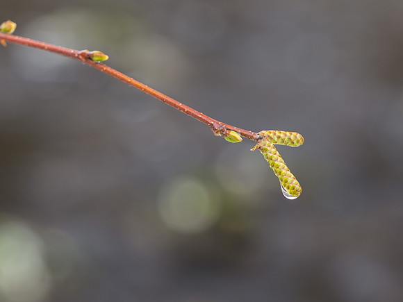 Birch Drip
