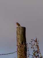 Robin on a Post