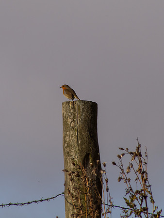 Robin on a Post