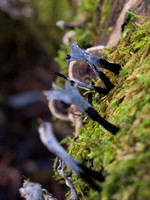 Candlewick Fungi