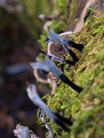 Candlewick Fungi