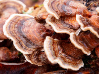 Wet Fungi