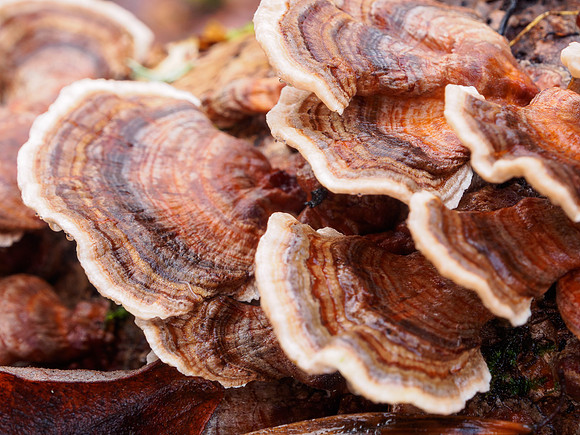 Wet Fungi