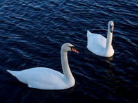 Swans
