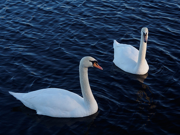 Swans