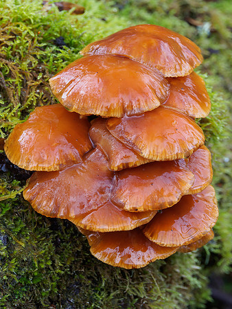 Wet Fungi 3