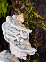 Moss and Fungi