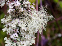 Lichen