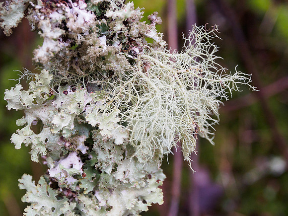 Lichen