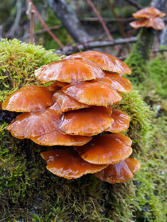 Wet Fungi 4