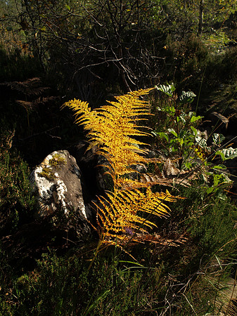 20101009-Glen Affric-PA099534