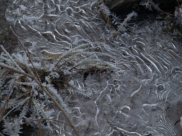 Glen Affric_2010 02 20_2687