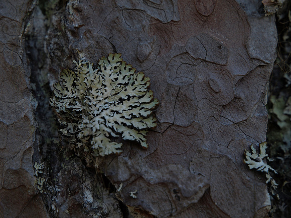 20101009-Glen Affric-PA099546