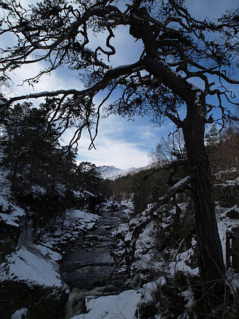 Glen Affric_2010 02 20_2655