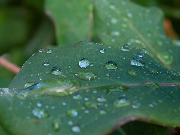 20110518-Garden-Q5180913