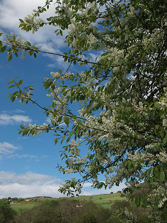 20110508-Drumnadrochit-Q5080630