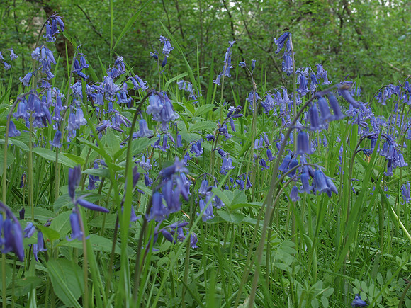20110511- Urquhart Bay Wood-Q5110692