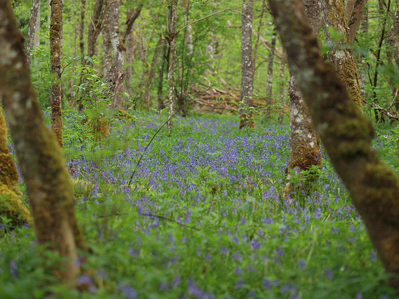 20110512-Urquhart Bay Wood-Q5120715