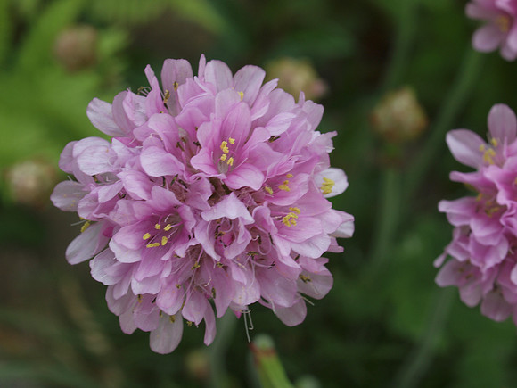 20110507-Drumnadrochit-Q5070615