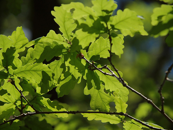 20110514-Dhivach-Q5140813