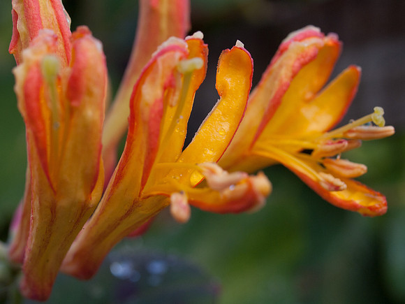 20110518-Garden-Q5180911