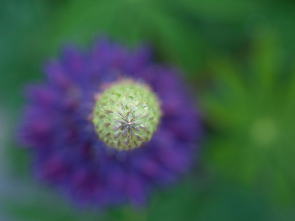 20110518-Garden-Q5180916