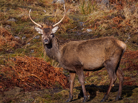 20140215-Glen Cannich-V2150075