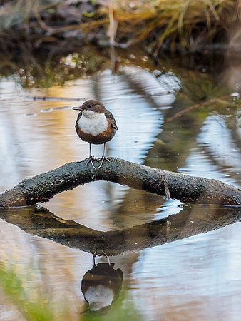 Double Dipper (Cinclus cinclus) (1) [1812039]