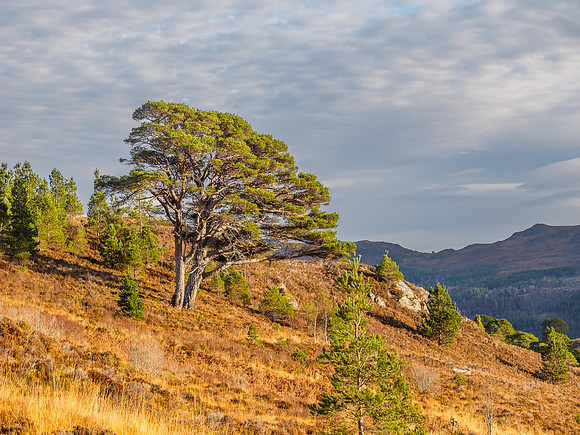 Glen Cannich Pines (2) [1812005]