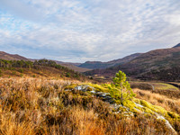 Glen Cannich Pines (1) [1812004]