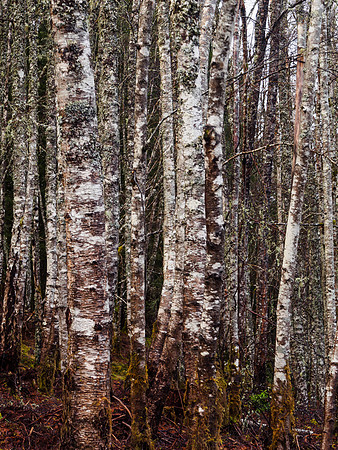 Silver Birches