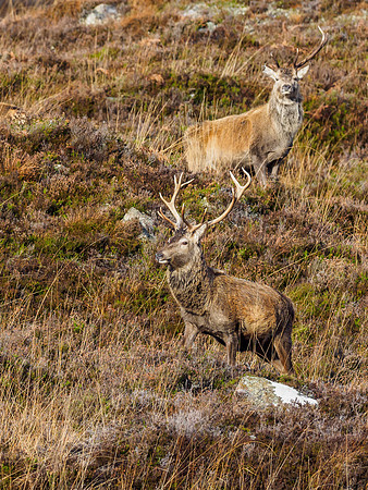 Red Deer Stag (Cervus elaphus) (1) [1812001]