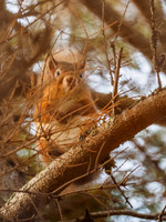 Blurred Squirrel [1812011]