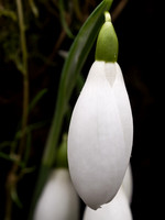 Snowdrop Close-up