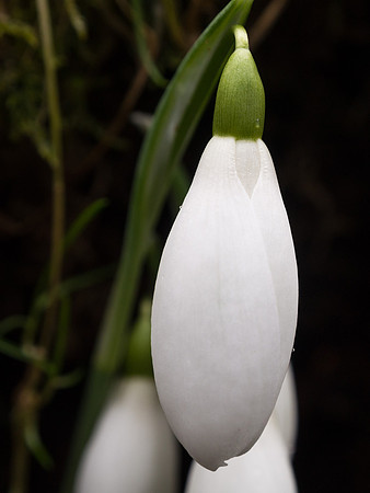 Snowdrop Close-up