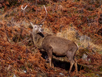 20140215-Glen Cannich-V2150063