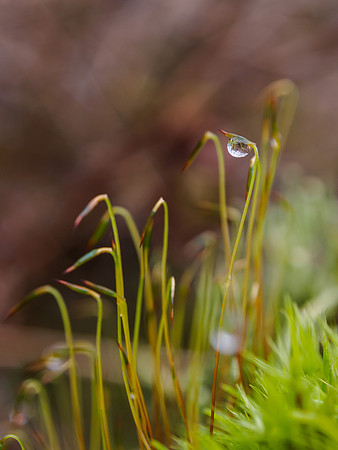 Moss Drop
