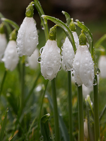 Snowdrops close-up