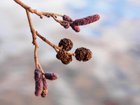 Alder
