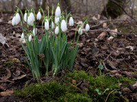 Snowdrop Clump