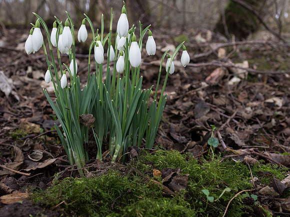 Snowdrop Clump