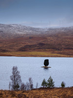 Loch Lundie Yew Tree