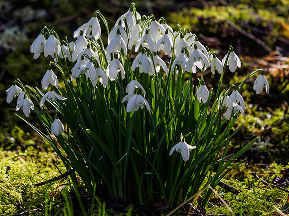 Back-lit Snowdrops
